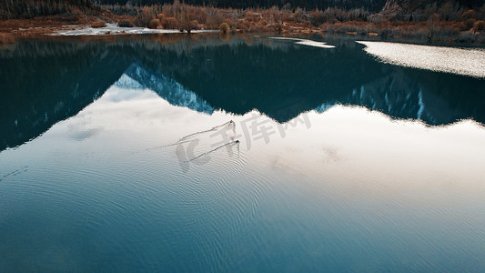 鸭子游泳摄影照片_鸭子在镜面光滑的山湖上游泳