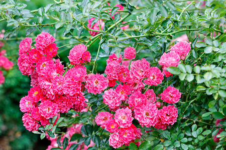 玫瑰模糊摄影照片_华丽的卷曲玫瑰丛，开着粉红色的美丽花朵，在夏日花园中绽放，特写。