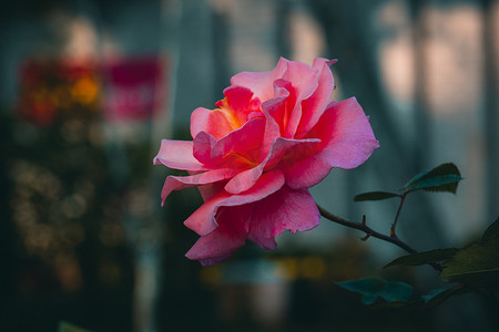 花园玫瑰，黄玫瑰，花园玫瑰，孟加拉花园玫瑰