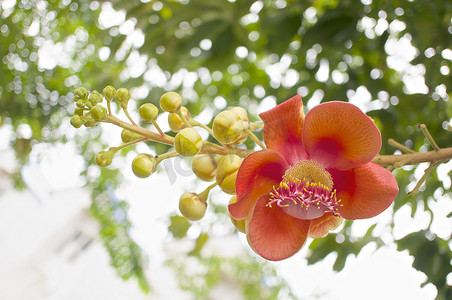 Couroupita guianensis 或炮弹花的花束