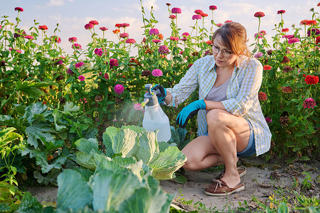 叶虫摄影照片_妇女喷白菜、害虫防治、喷毒杀叶虫