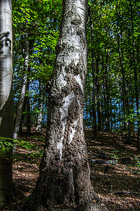 桦树木摄影照片_白棕色树皮的桦树干在森林里