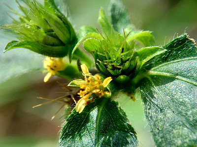 战火摄影照片_具有自然背景的节点杂草（也称为 Synedrella nodiflora、synderella 杂草）的宏观照片。