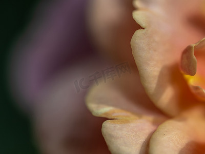 精美花卉花卉摄影照片_作为自然背景的精美遥远的鼓玫瑰花瓣