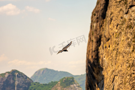 秃鹰在海洋上方的岩石旁边飞行