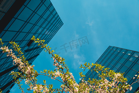天空和树枝摄影照片_现代办公大楼外观与玻璃立面和樱花树枝树在云天空背景。