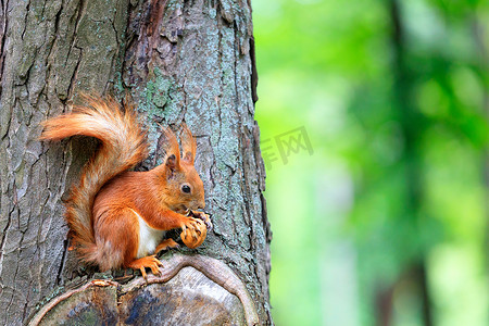 橙色的松鼠坐在树上啃着一颗坚果。