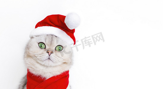 圣诞老人的红帽子上有一只可爱的白猫的宽横幅