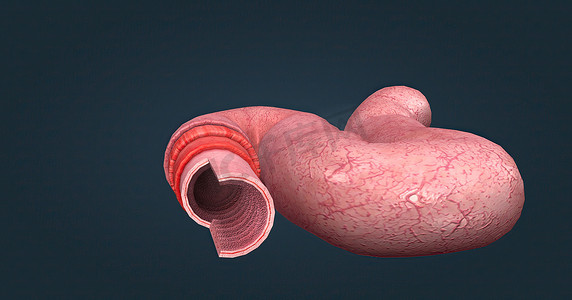 细胞学摄影照片_人体肠道具有吸收消化产物的功能，并具有执行此功能的特殊结构。