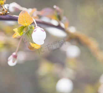 特写美丽的宏观盛开的粉红色苹果花蕾花与叶子缠绕，有选择的焦点，自然散景米色背景，复制空间