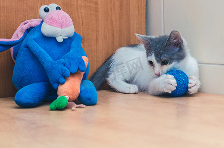 玩具行动摄影照片_小猫在蓝兔附近玩球
