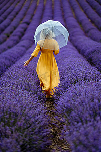 雨天，薰衣草田里的中年妇女撑着雨伞散步，享受香熏。