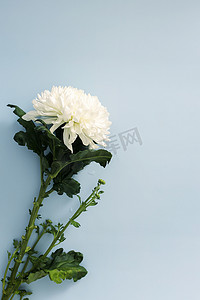 蓝色花瓣婚礼摄影照片_大白菊花在蓝色背景上