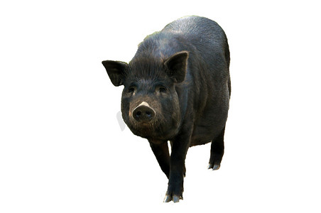 猪肉荠菜摄影照片_可爱的黑猪。
