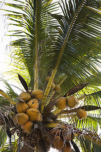 椰子树上结满了椰子。