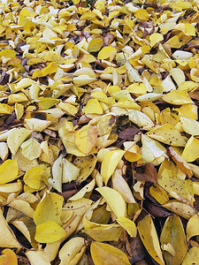 秋天落在地上的黄叶在公园特写