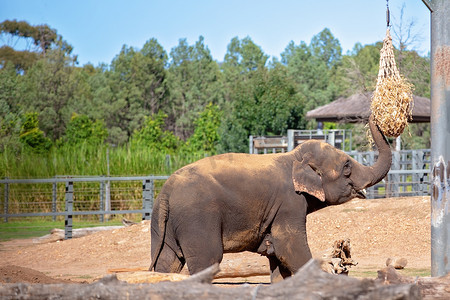 大象是现存最大的陆生动物