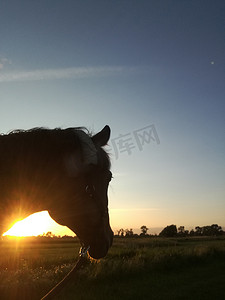 夕阳下德国北部牧场景观前的马头