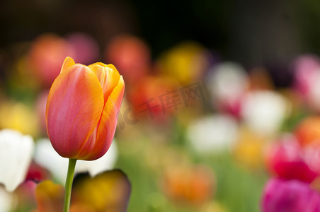 五颜六色的郁金香花在春天