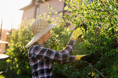 在处理花园里的苹果树时，专注的年轻白人女园丁用修枝剪从树上剪下不必要的树枝和树叶。