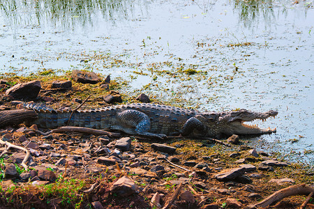 兰博你寄摄影照片_Snub Nosed Marsh Crocodile mugger 鳄鱼 Crocodylus palustris