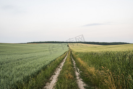 日落后，年轻的绿色小麦和燕麦在美丽的田野上生长。