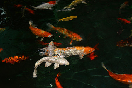 花式鲤鱼，锦鲤鱼，池塘里的锦鲤