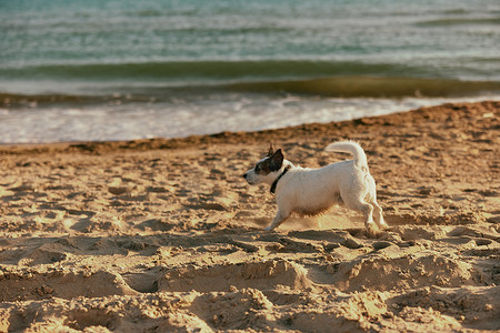 一只小、可爱、聪明的狗在夏天日落时跑到海边