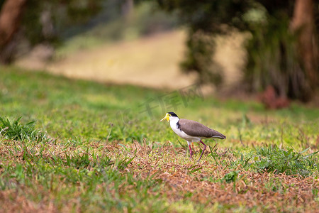 蒙面舞会男女摄影照片_澳大利亚蒙面田凫鸟特写站在草丛中