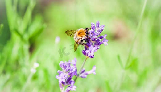 在夏季花园的薰衣草花上工作的蜜蜂。