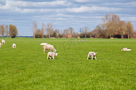 绿色牧场上的绵羊和小羊