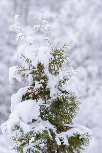 Lap 的冬季大树上覆盖着大雪