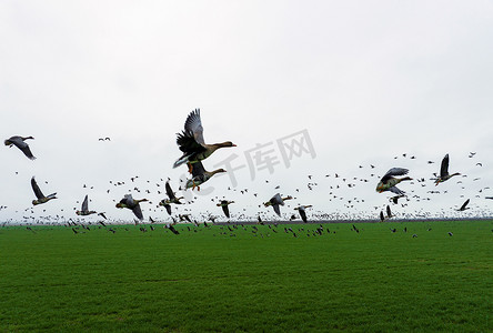 成群的大雁飞过农田。