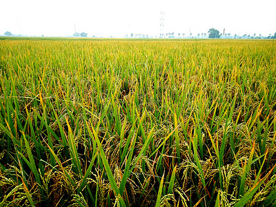 成熟水稻摄影照片_水稻种植 - 农业