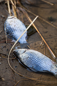 被污染的池塘/河流/湖泊中的死鱼