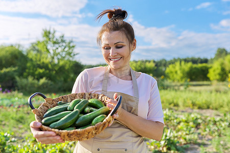 微笑的女人在农场里提着一篮子新鲜采摘的黄瓜
