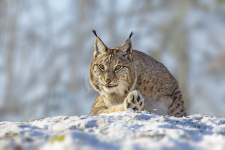 天猫焕新优惠券摄影照片_1 英俊的天猫座在多雪的冬天森林里