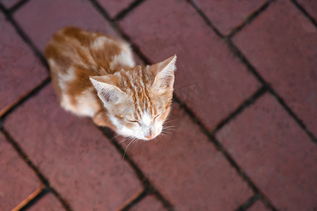 无家可归的红白小猫闭着眼睛躺在路人小路上