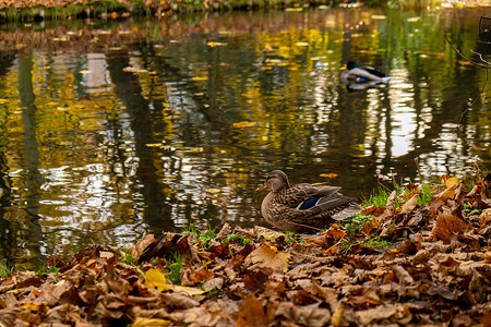 鸭子在秋天的湖面上荡漾的水面上游泳