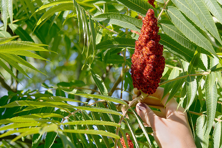 rhus摄影照片_盛开的漆树醋树红花，Rhus typhina，在阳光明媚的夏日特写。