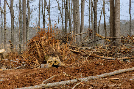 砍伐树木摄影照片_一个宽大的树桩，有根的砍伐森林，有为新住宅建设准备的土地，建造新家