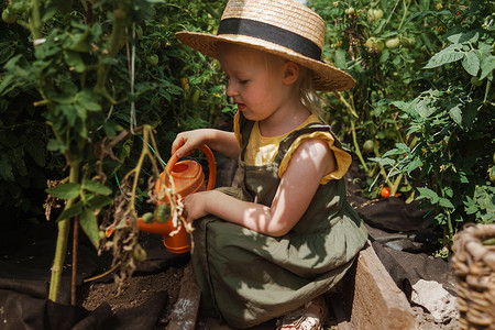 一个戴着草帽的小女孩正在温室里采摘西红柿。