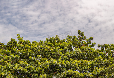 大树的看法，许多分支，反对蓝天的绿叶。