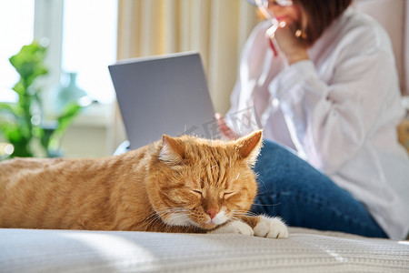 在家睡觉的姜猫在床上，女人在后台使用笔记本电脑
