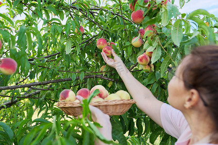 收获桃子摄影照片_果园里提着一篮子新鲜桃子的女人，农场里桃子的收获