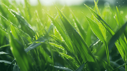 唯美治愈春天风景摄影照片_春季谷雨唯美治愈自然草地