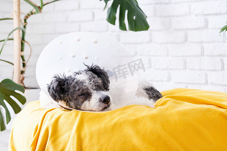 可爱的混种狗在手术后戴着保护锥领，医疗工具和设备。