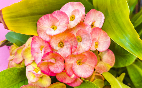 花卉植物摄影照片_墨西哥热带森林自然中的紫色粉红色红色花卉植物。
