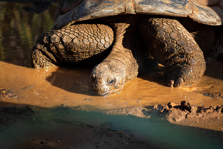 日落时一只大沙漠龟的肖像