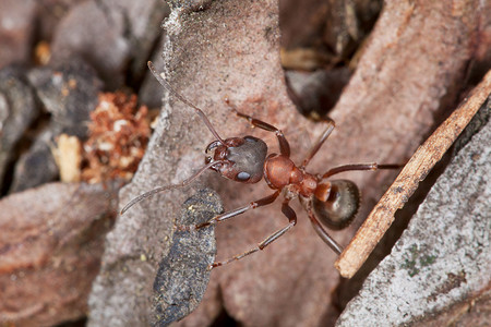 红蚂蚁在树林里捕猎 — 特写